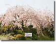 枝垂桜（昼）