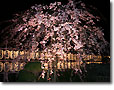 枝垂桜（夜）