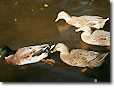 神池のカモ