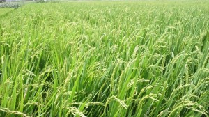 田を吹く風に秋を感じますが、、、