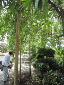 枝垂れ桜に支柱