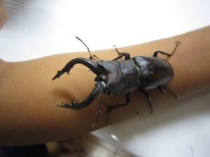 ノコギリクワガタ　♂