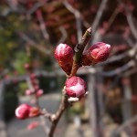 気温の変化を感じて・・・