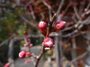 気温の変化を感じて・・・