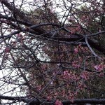 土手の河津桜