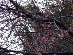 土手の河津桜