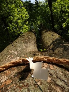 欅 （ けやき ）