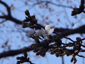 桜が開花
