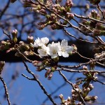 今日の桜