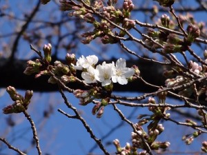 今日の桜