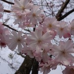 四季桜