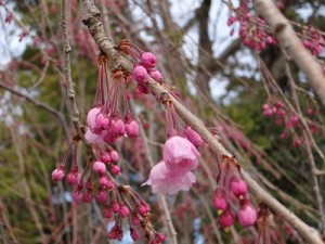 垂れ桜