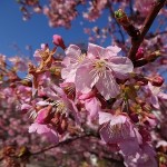 河津桜　駐車場