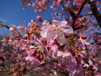 DSC00525 河津桜 駐車場