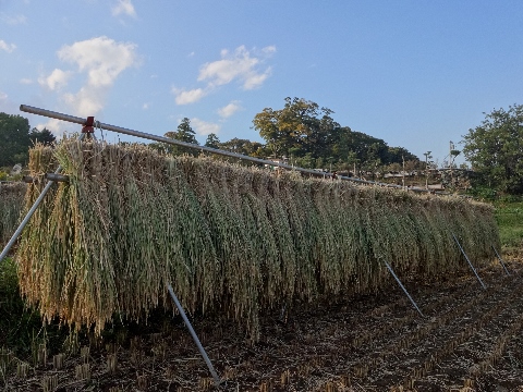 はさがけ　御神田