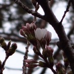 ストーンサークルの桜