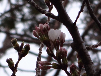ストーンサークルの桜