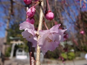 垂れ桜