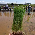 イセヒカリの玉苗