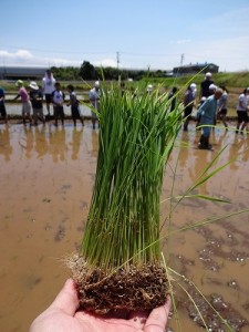 イセヒカリの玉苗