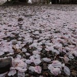 桜の絨毯　（じゅうたん）