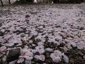 桜の絨毯　（じゅうたん）