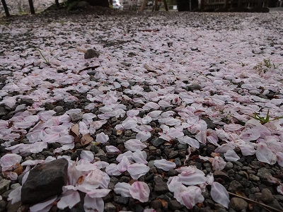 DSC01097 桜の絨毯 (じゅうたん)