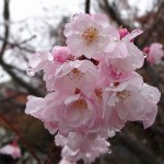 四季桜