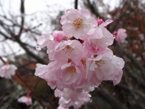 四季桜