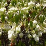 灯台躑躅　（どうだんつつじ）