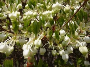 灯台躑躅　（どうだんつつじ）