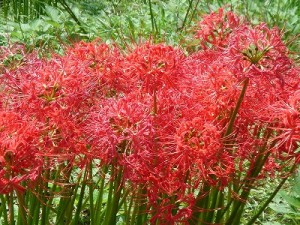 招魂社前・土手の彼岸花（９月下旬～１０月初旬）