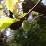 膨らみ出した梅の実