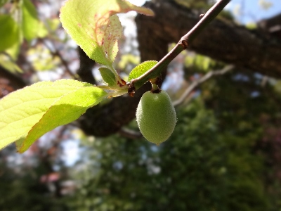 膨らみ出した梅の実