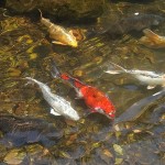 神池の鯉