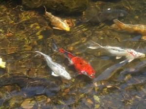 神池の鯉