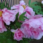 雨に濡れた牡丹（ぼたん）