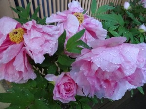 雨に濡れた牡丹（ぼたん）