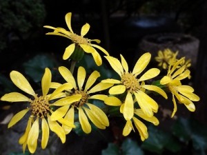 石蕗　つわぶき