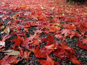 紅葉の絨毯