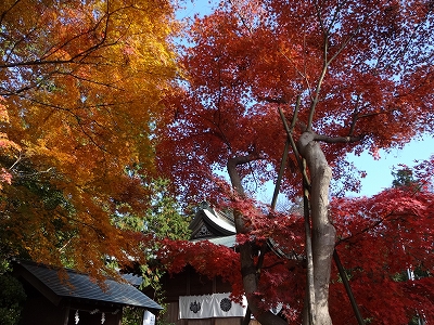 DSC01859 今日の紅葉