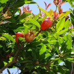 石榴の紅い花