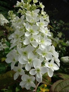 柏葉紫陽花　かしわばあじさい