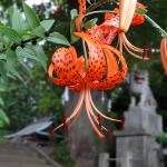 鬼百合　おにゆり