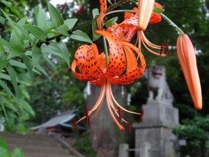 鬼百合　おにゆり