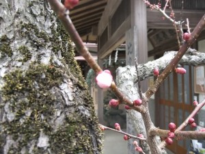 梅のつぼみはもう少しで、、、