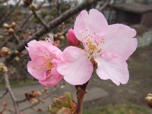 こちらも四季桜