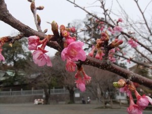 第２駐車場の四季桜