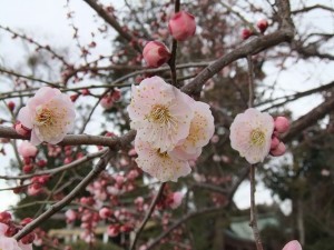 DSCF0599 鳥居前の梅