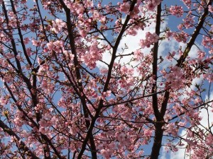 河津桜も満開